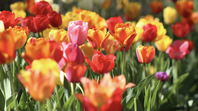 flowers_field_garden_unsplash