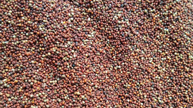 mustard_seeds_numerous_unsplash
