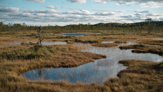 peat_bog_marsh_trees_unsplash