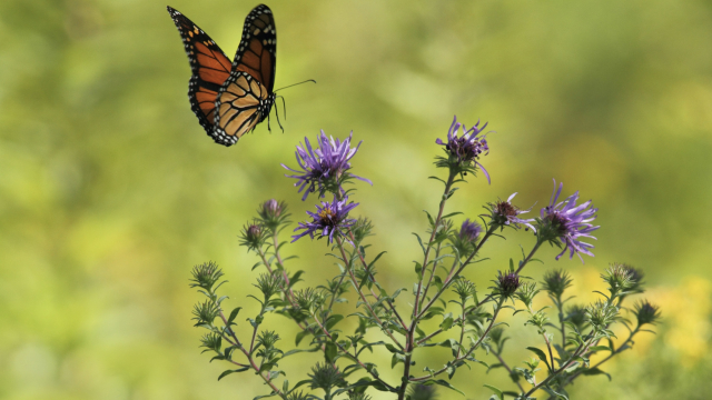butterfly_thistle_flowers_unsplash