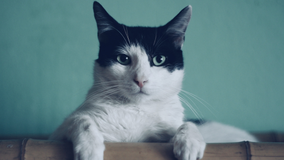Cat Blue