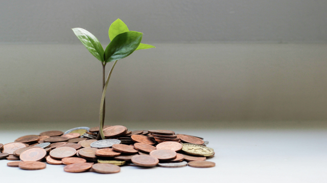 coins_plant_money_unsplash