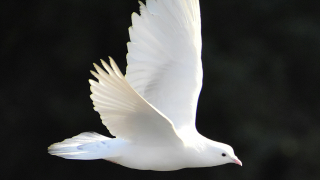dove_bird_flying_avian_unsplash
