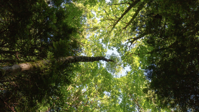 forest_canopy_wood_trees_unsplash