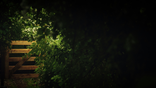 gate_path_overgrown_unsplash