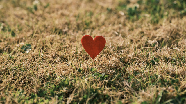 heart_planted_field_unsplash