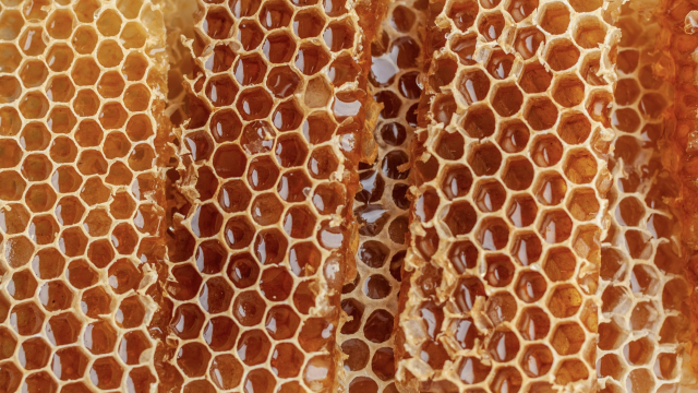 honeycomb_honey_nature_bees_unsplash