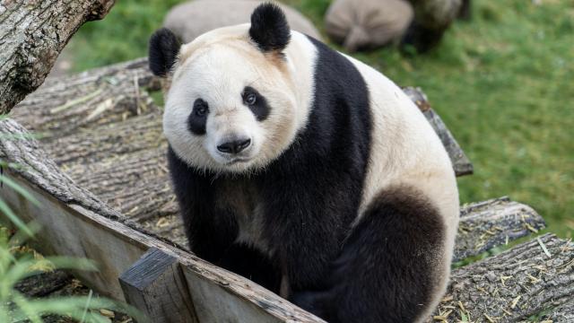 panda_nature_animal_unsplash
