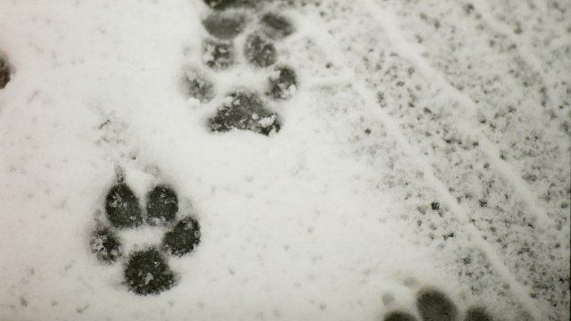 paw_prints_snow_tracks_unsplash