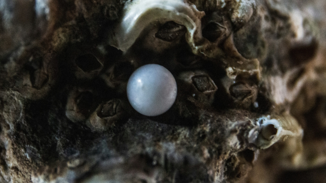 pearl_oyster_nature_unsplash
