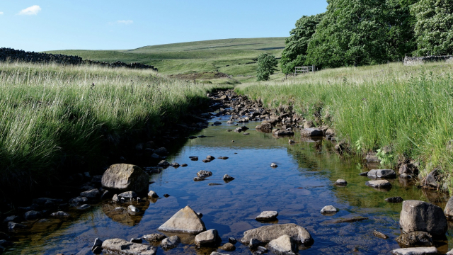 stream_field_pasture_unsplash