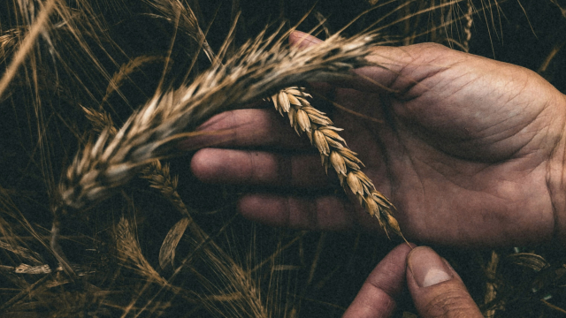 wheat_harvest_harvesting_agriculture_unsplash