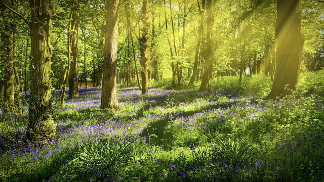 woodlands_bluebells_sunlight_trees_unsplash